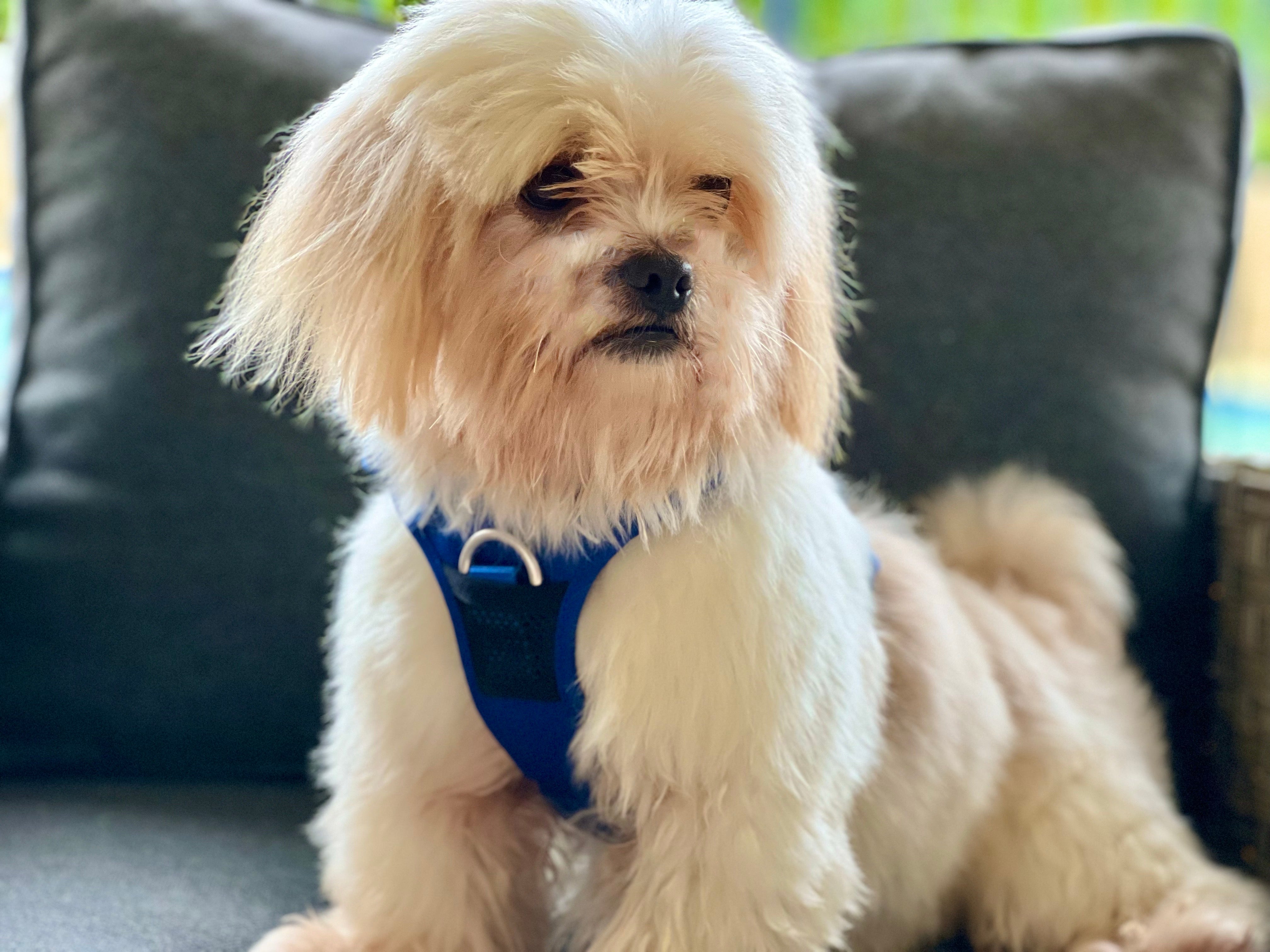 Best harness shop for lhasa apso